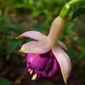Fuchsia x 'Constance'